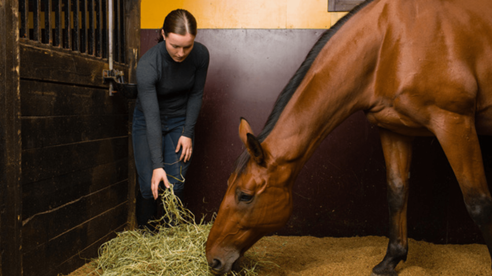 pension-pour-chevaux-min