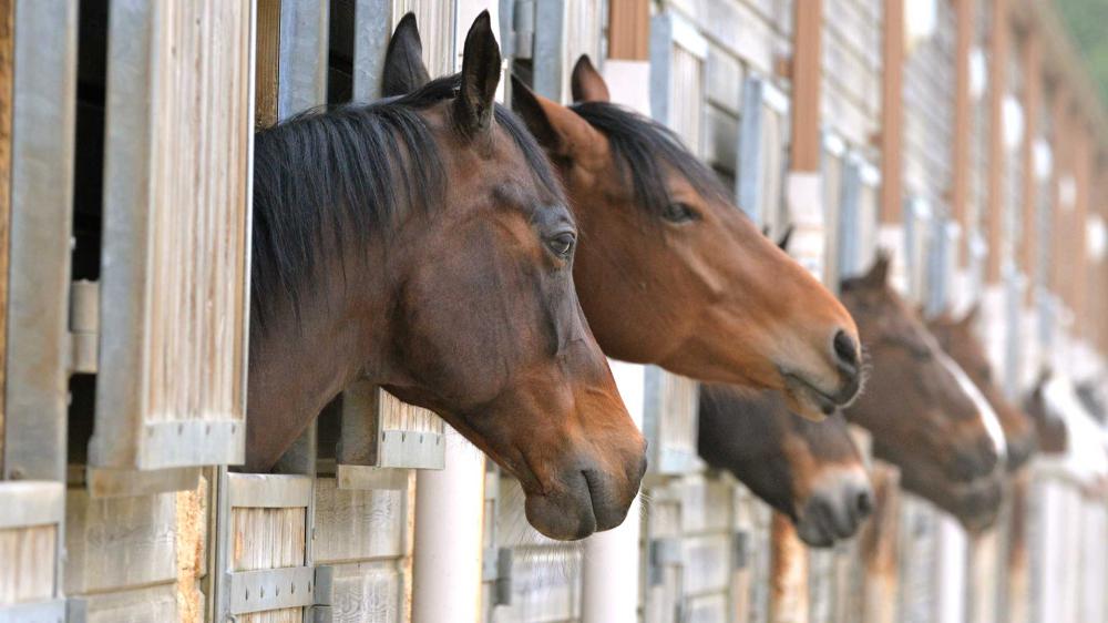 Centre-equestre